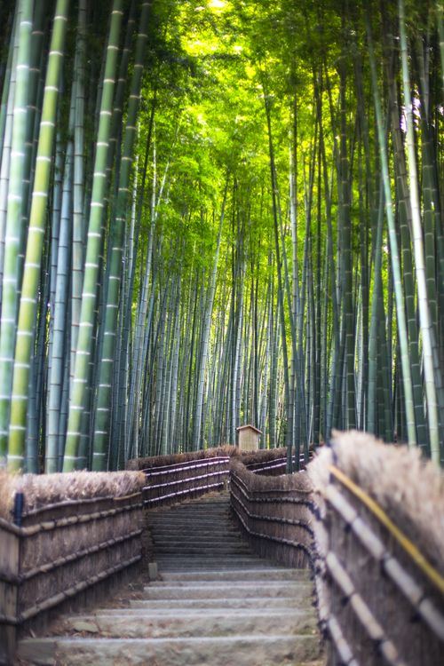 Arashiyama Guide